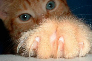 Чи можна скоротити кішки кігтів?